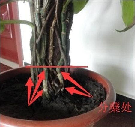 绿萝长高了怎么摆放,绿萝长高了中间的棍子短了怎么办