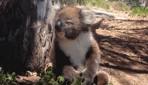 考拉是如何灭绝的,考拉是如何存活的