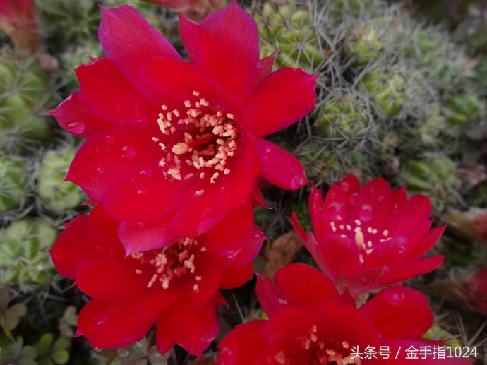 朱丽球，一款适合懒癌又容易开花爆盆仙人球