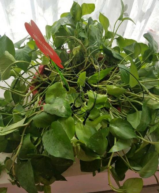 绿萝发财树杜鹃发黄萎蔫枯死，一个塑料袋就能救回！