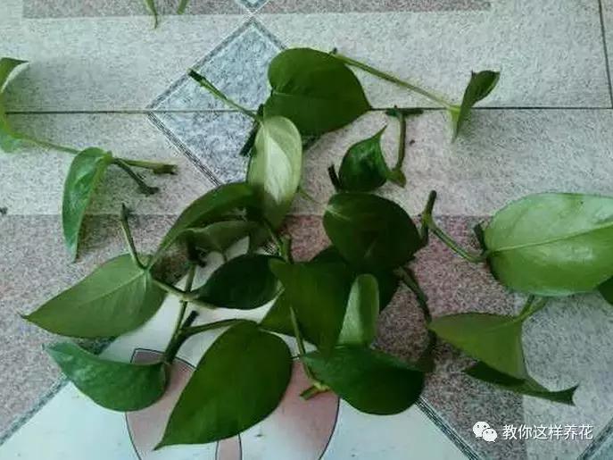 绿萝发财树杜鹃发黄萎蔫枯死，一个塑料袋就能救回！