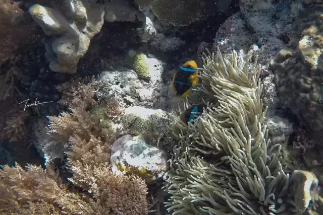 帕劳深度游出海,帕劳深潜体验