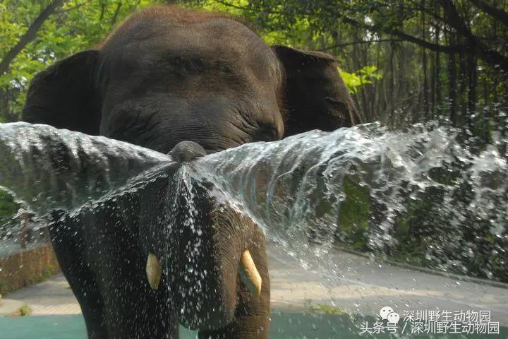 开（shang）工（xue）啦，我要天天“象”上