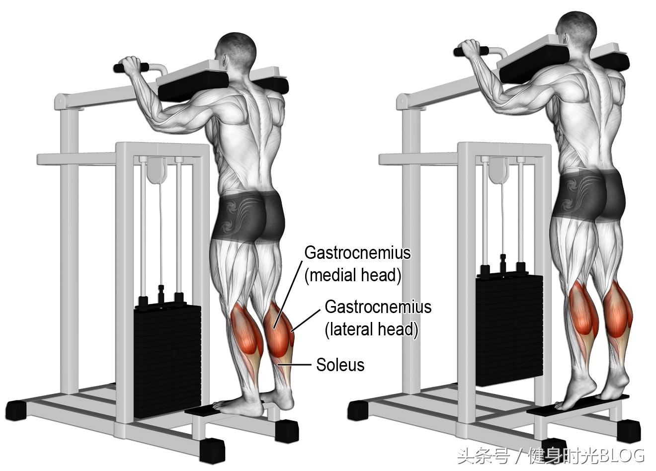 弹力带训练小腿肌肉,小腿增肌肉的训练方法