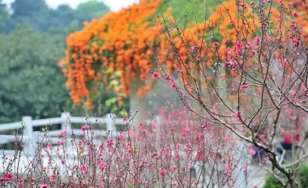 滚蛋吧,春困君!广东这些花花世界让你秒变龙马精神!