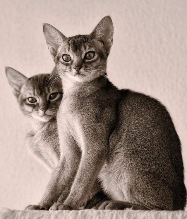 喵星人的3种类型,喵星人类型对照表