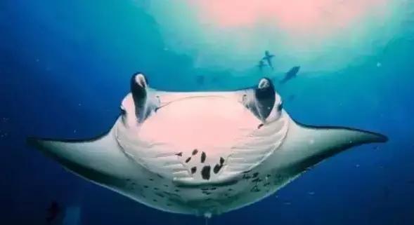 帕劳群岛隐藏攻略,帕劳旅游的优点和缺点