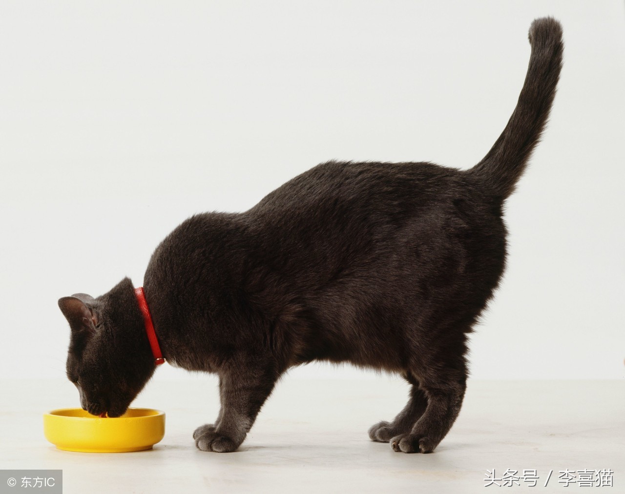 猫咪严重挑食不吃饭怎么办,猫咪挑食不吃猫粮不吃鸡蛋馒头