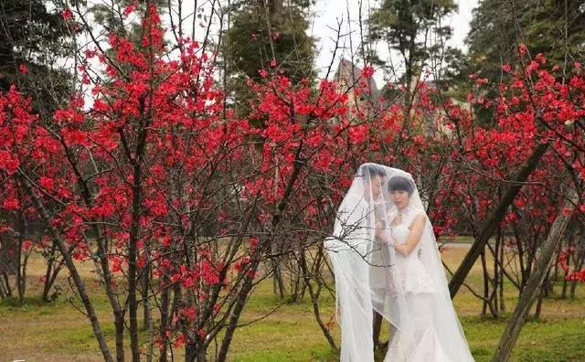 安逸，成都各区县的海棠花开了，周末带上家人或朋友踏春去哦