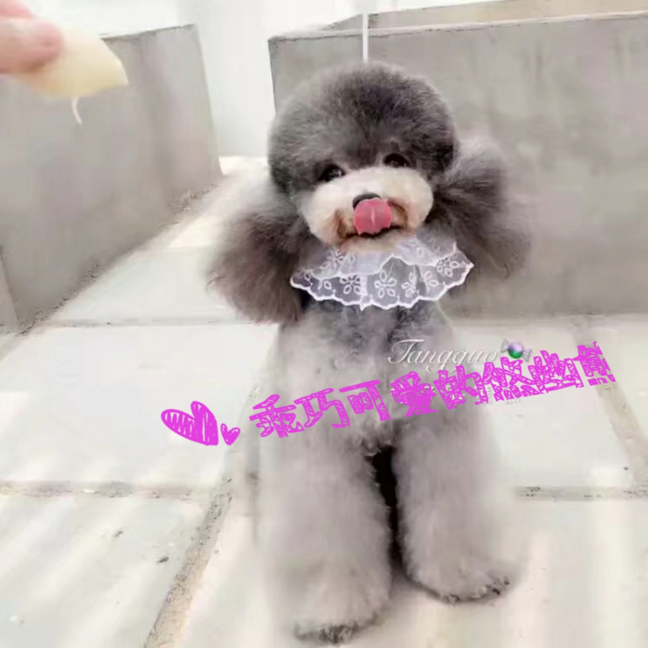 狗狗生宝宝要注意些什么,狗狗生宝宝时要注意什么