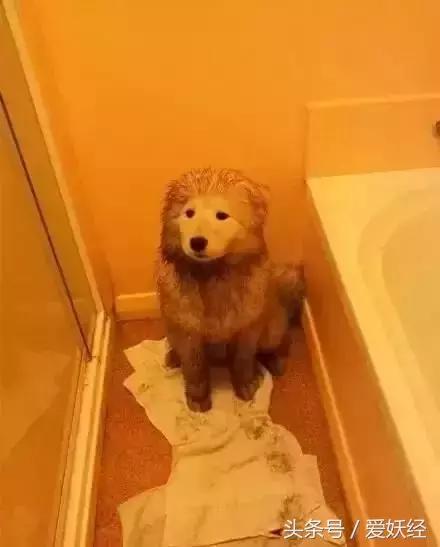 宠物洗护合集,宠物洗护攻略