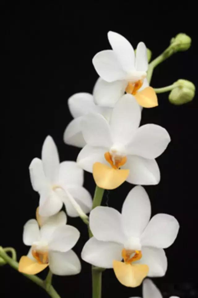 几十种漂亮又特别的兰花邀您共赏,一花一草一世界精品兰花欣赏