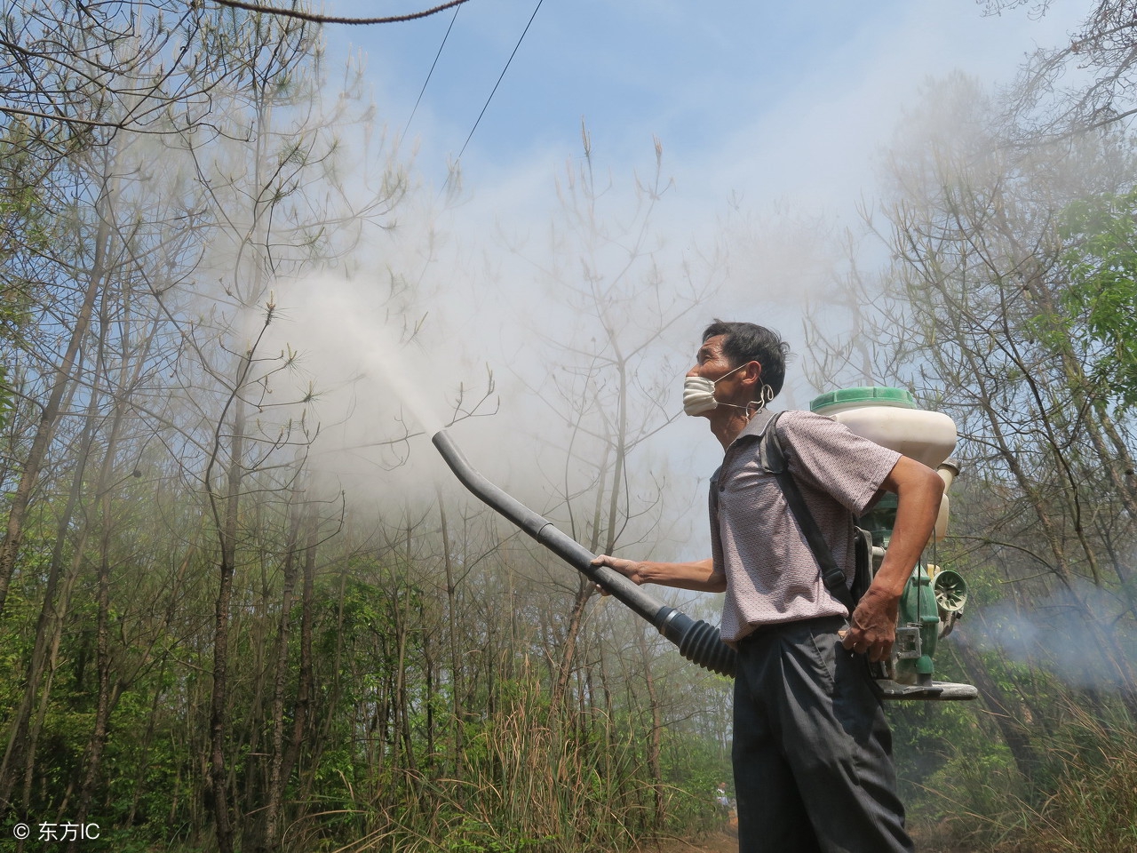 果树药害口诀及解决方法,果树药害的原因和治疗方法