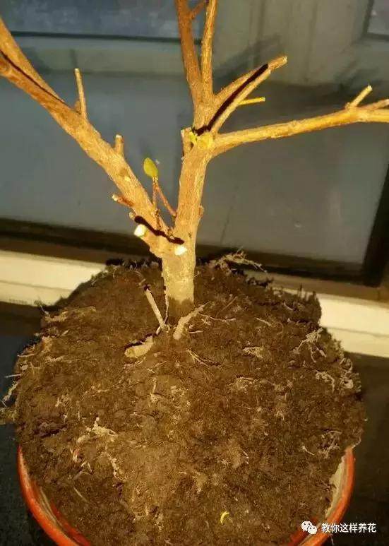 绿萝发财树杜鹃发黄萎蔫枯死，一个塑料袋就能救回！