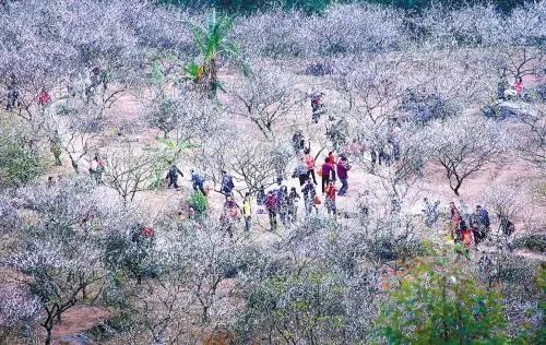 滚蛋吧,春困君!广东这些花花世界让你秒变龙马精神!