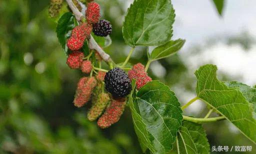 桑树可以加工成什么产品,桑树种植可以边养蚕边产桑葚吗