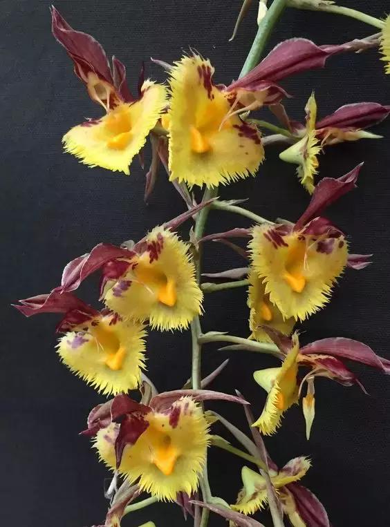 精品兰花欣赏一花一草一世界,100种最美兰花大饱眼福邀君共赏