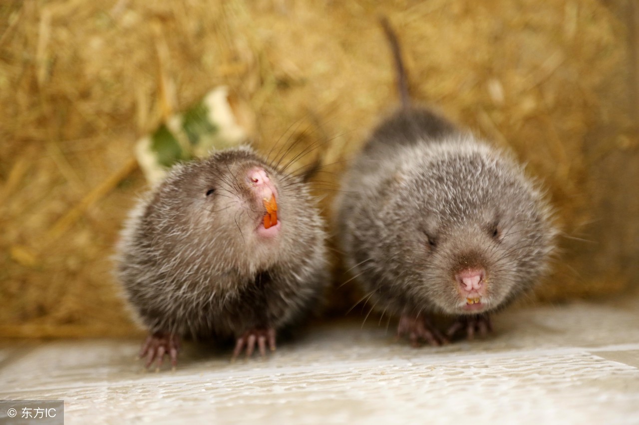 竹鼠的养殖条件和技术,竹鼠怎么高产