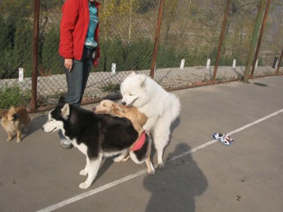 鏄ュぉ鏉ヤ簡瀹犵墿鍏绘姢鐭ヨ瘑浣爂et浜嗗悧,鏄ュ瀹犵墿鐭ヨ瘑绉戞櫘