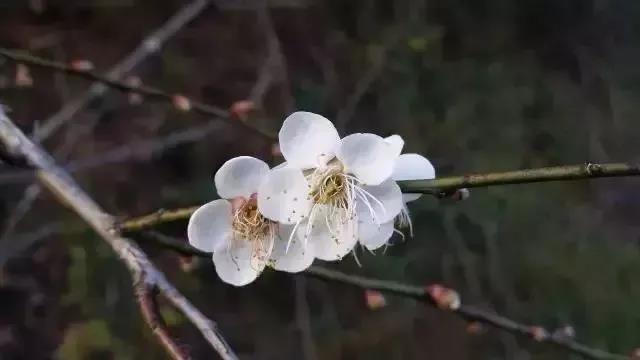 滚蛋吧,春困君!广东这些花花世界让你秒变龙马精神!