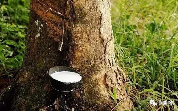 泰国橡胶园价格,泰国橡胶产业发展现状