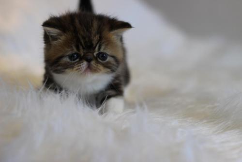 宝宝手足口的症状和最佳疗法,宝宝得了手足口什么症状