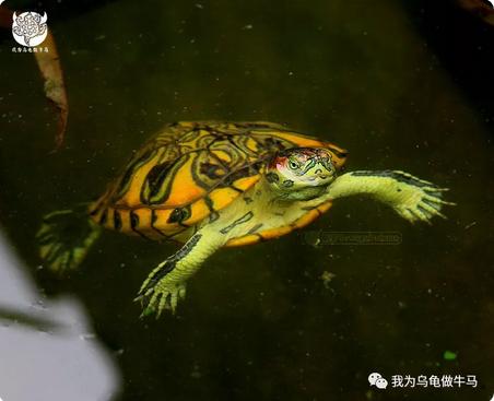 这龟白送你都不要,这篇阅读量要仆街