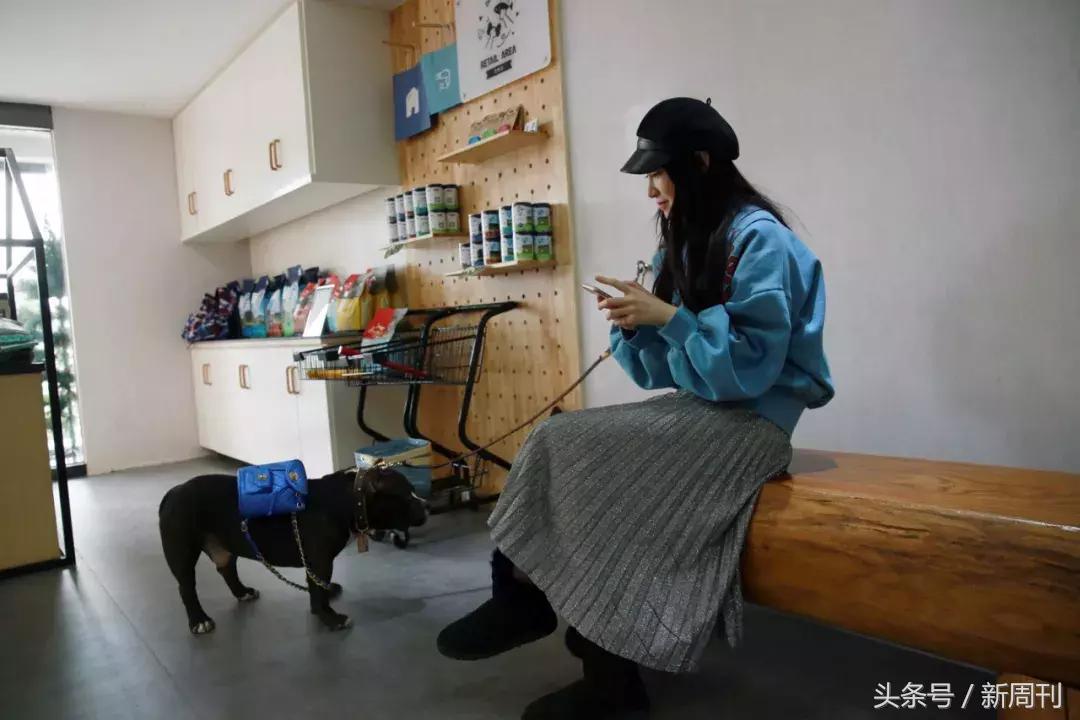 中国顶级宠物酒店,高端宠物酒店推荐