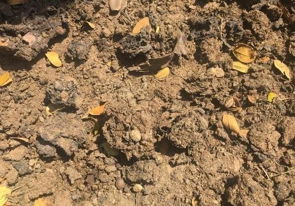 泰国猫屎咖啡多少钱,泰国牛屎咖啡多少钱一公斤