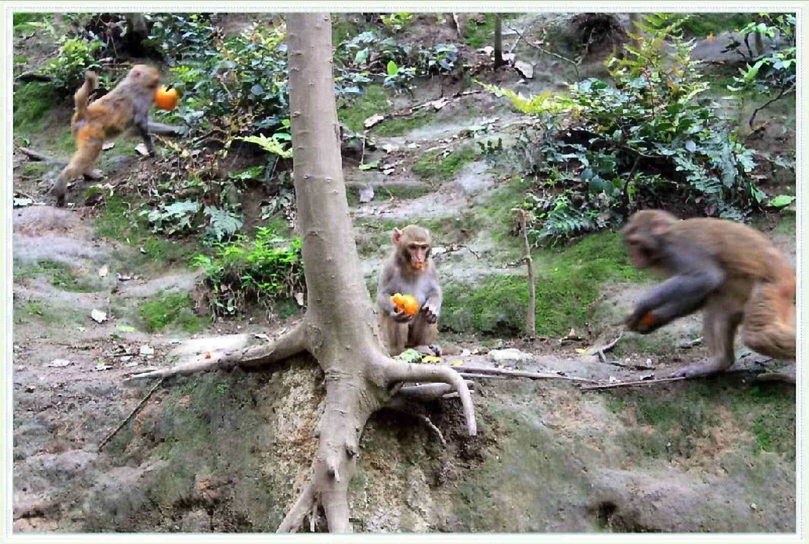 黔灵山地形图,黔灵山脉图片