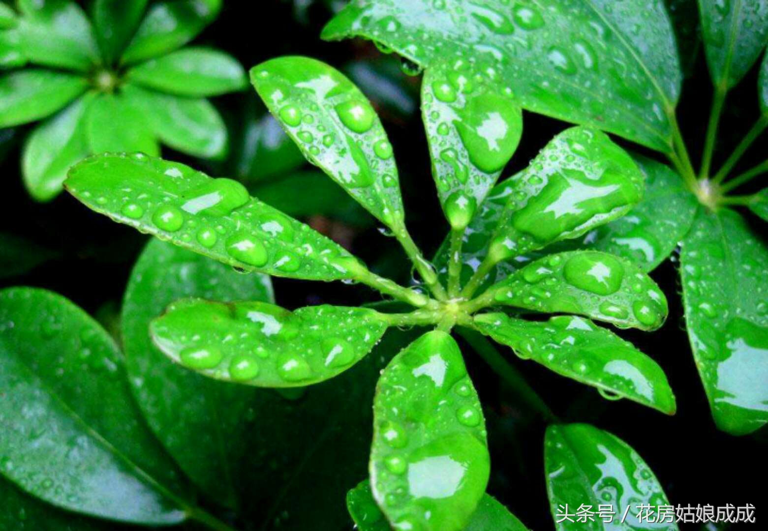 鸭掌木怎么养枝繁叶茂告别黄叶,招财树鸭掌木黄叶怎么回事