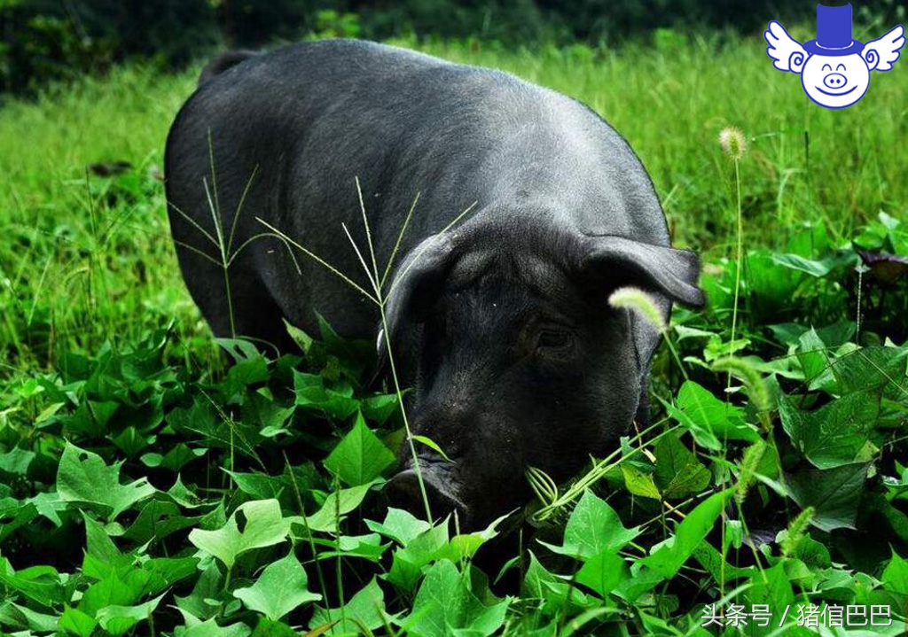 猪裂蹄什么原因引起用什么药,猪的蹄裂病会不会自愈