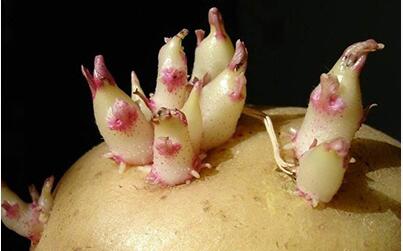 发芽的土豆吃了有没有问题,有一点发芽的土豆可以吃吗