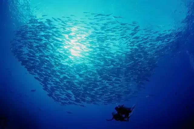 帕劳潜水最好的季节,帕劳潜水好玩的地方