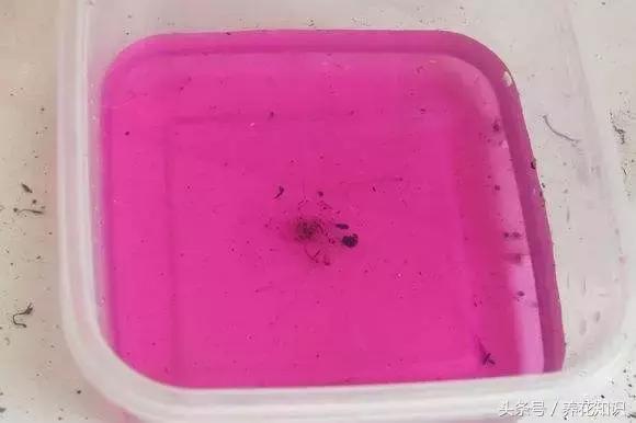 铁树的根全部烂了还能救活吗,发财树根烂了怎么救活有效