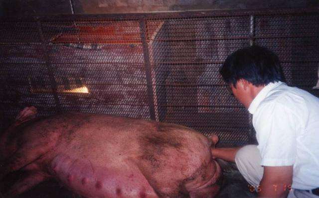 母猪难产用手掏后打什么针最好,母猪难产时掏猪正确手法视频