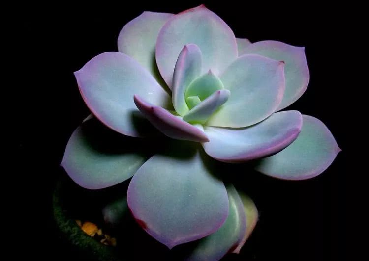 做足了功课养多肉,不用操心就能养好的多肉