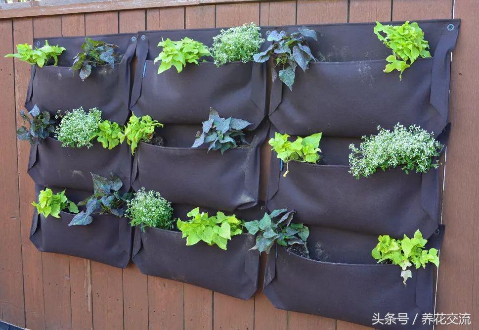 100种庭院创意花卉,适合家庭养的花卉植物