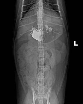 宠物猫呕吐该怎么治疗好,犬猫常见的呕吐原因有哪些