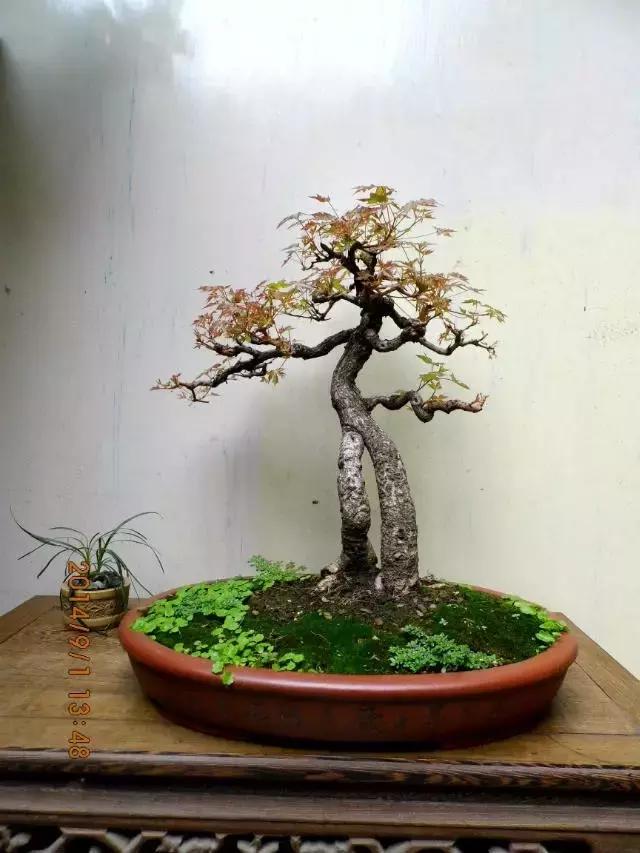 山宗山先生枸杞精品养护心得