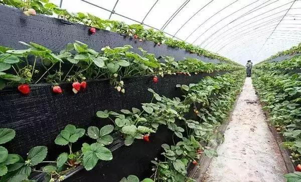 武汉比较靠谱的摘草莓基地,武汉市黄陂区摘草莓地方