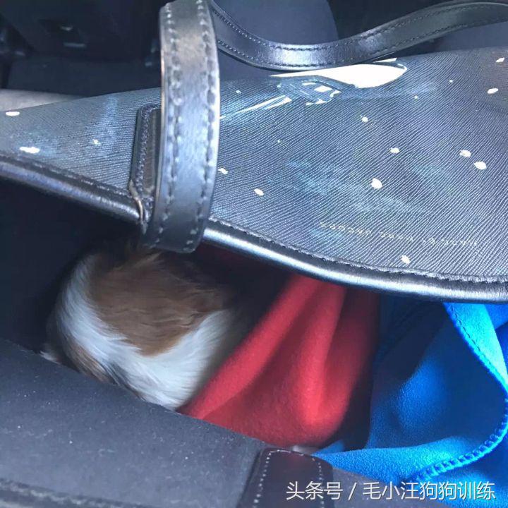 骑士查理小猎犬优缺点,养骑士查理王猎犬是什么样的体验