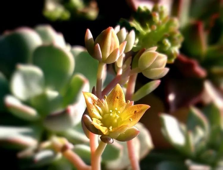 做足了功课养多肉,不用操心就能养好的多肉