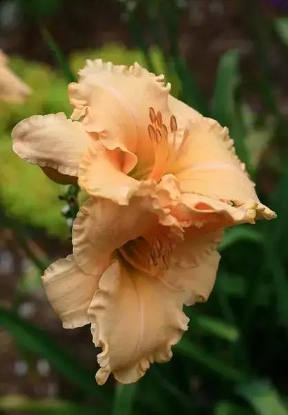 100种常年开花的植物,适合在家一年四季开花的植物