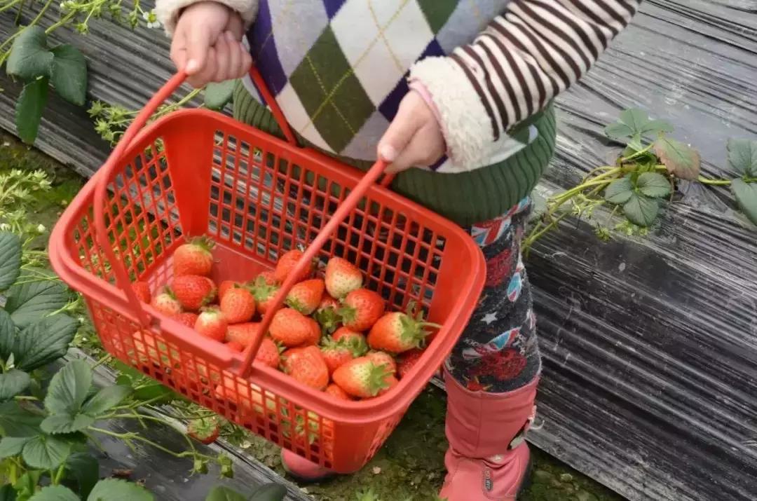 武汉比较靠谱的摘草莓基地,武汉市黄陂区摘草莓地方