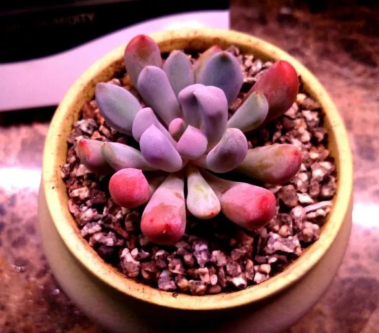 做足了功课养多肉,不用操心就能养好的多肉