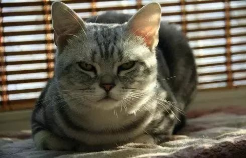 三种颜色的猫是什么品种,怎么区分猫的品种