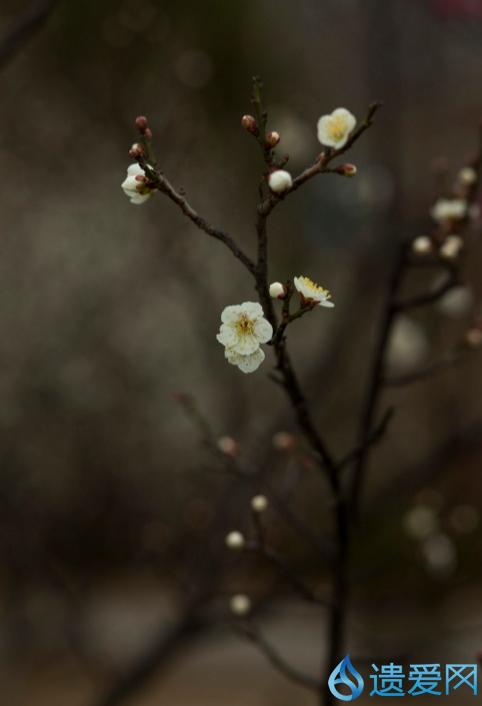 宝剑锋从磨砺出梅花香自活寒来,论宝剑锋从磨砺出梅花香自苦寒来