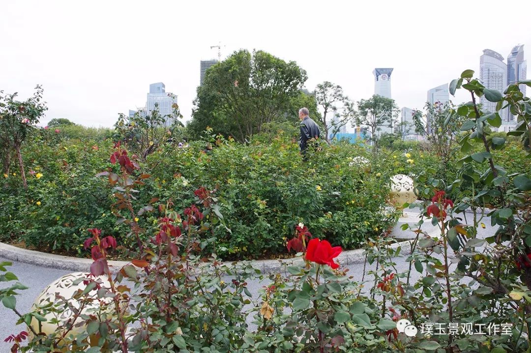 深圳香蜜公园航拍视频,香蜜湖香蜜公园