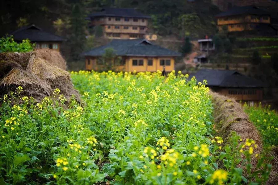 龙脊红瑶寨门票,桂林龙脊梯田门票优惠政策最新
